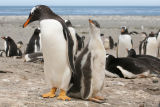 Gentoo Penguins